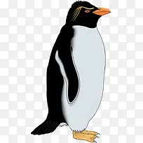 可爱企鹅-空若网 可爱企鹅-空若网