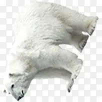 白色北极熊素材-空若网 白色北极熊素材-空若网