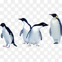 可爱南极企鹅动物-空若网 可爱南极企鹅动物-空若网
