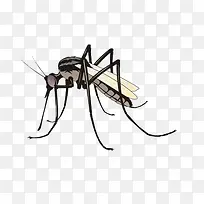 蚊子-空若网 蚊子-空若网