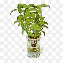 水彩叶子-空若网 水彩叶子-空若网