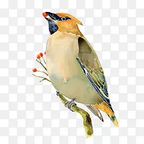 手绘水彩小鸟-空若网 手绘水彩小鸟-空若网