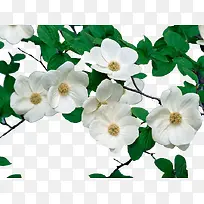 茱萸花开免抠图-空若网 茱萸花开免抠图-空若网