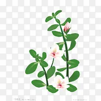 马齿苋开花素材-空若网 马齿苋开花素材-空若网