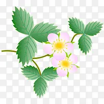 白色的草莓花-空若网 白色的草莓花-空若网