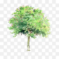 热带树-空若网 热带树-空若网