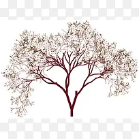 杏树植物-空若网 杏树植物-空若网