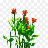 绿植兰花-空若网 绿植兰花-空若网