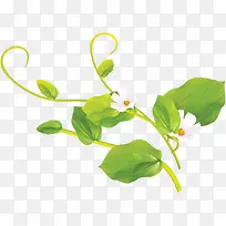 绿色开花藤蔓-空若网 绿色开花藤蔓-空若网