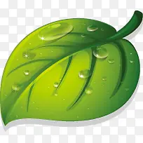 �ֻ�Ҷ��ʸ��ͼ-������