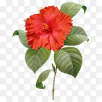 红色的花-空若网 红色的花-空若网