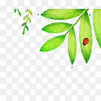 �ֻ�Ҷ��-������