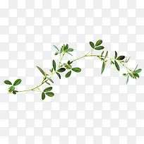 树枝绿叶-空若网 树枝绿叶-空若网