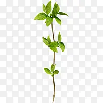 树枝-空若网 树枝-空若网