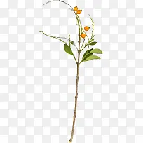 漂亮枝叶-空若网 漂亮枝叶-空若网