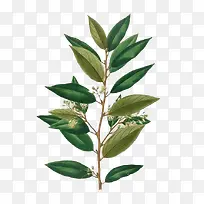 ˮ��Ҷ��-������