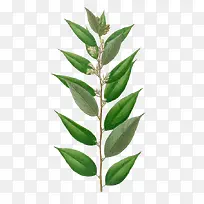 水彩叶子-空若网 水彩叶子-空若网