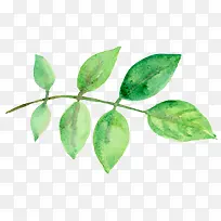 叶子绿色水彩-空若网 叶子绿色水彩-空若网