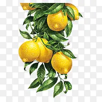 水彩柠檬-空若网 水彩柠檬-空若网