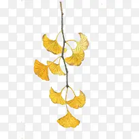 水彩叶子-空若网 水彩叶子-空若网