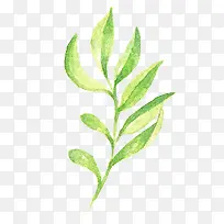 水彩叶子-空若网 水彩叶子-空若网