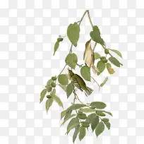 树枝上的鸟-空若网 树枝上的鸟-空若网