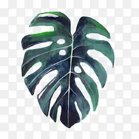 ˮ��Ҷ��-������