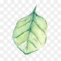 ˮ��Ҷ��-������