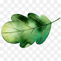 ˮ��Ҷ��-������