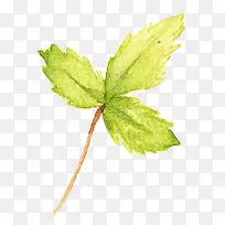水彩叶子-空若网 水彩叶子-空若网