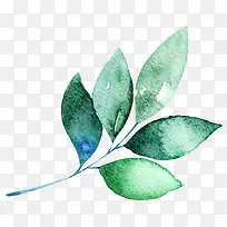 ˮ��Ҷ��-������