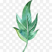 水彩叶子-空若网 水彩叶子-空若网