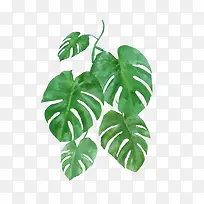 ˮ��Ҷ��-������