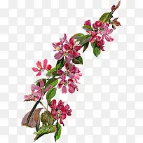 手绘花朵-空若网 手绘花朵-空若网