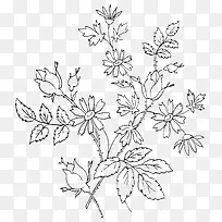 手绘植物-空若网 手绘植物-空若网