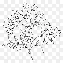 手绘植物-空若网 手绘植物-空若网