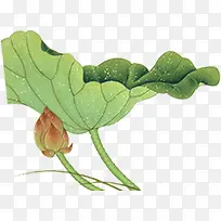 ��ɫ����ˮ�ʺ�Ҷ-������