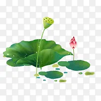 ��ͨˮ����ɫ��Ҷ�ɻ�-������