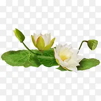 ���崴����Ӱ��ɫ�ĺ�Ҷ-������