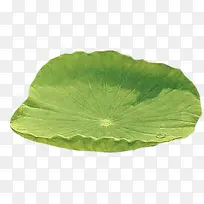 ÊÖ»æË®²ÊÂÌÉ«ºÉÒ¶-¿ÕÈôÍø ÊÖ»æË®²ÊÂÌÉ«ºÉÒ¶-¿ÕÈôÍø