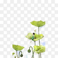 池塘荷叶-空若网 池塘荷叶-空若网