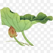 �ֻ�ˮ�ʺ�Ҷװ��-������