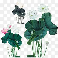 水彩墨荷花-空若网 水彩墨荷花-空若网