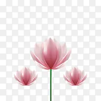 手绘荷花-空若网 手绘荷花-空若网