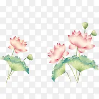 手绘荷花-空若网 手绘荷花-空若网