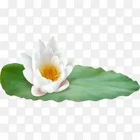 手绘荷叶荷花-空若网 手绘荷叶荷花-空若网