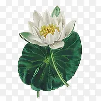 白色荷花荷叶-空若网 白色荷花荷叶-空若网