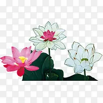 手绘荷花手绘荷叶-空若网 手绘荷花手绘荷叶-空若网