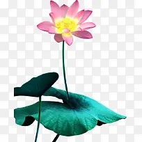 花-荷花水彩荷花荷叶-空若网 花-荷花水彩荷花荷叶-空若网