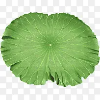 手绘卡通可爱荷叶-空若网 手绘卡通可爱荷叶-空若网